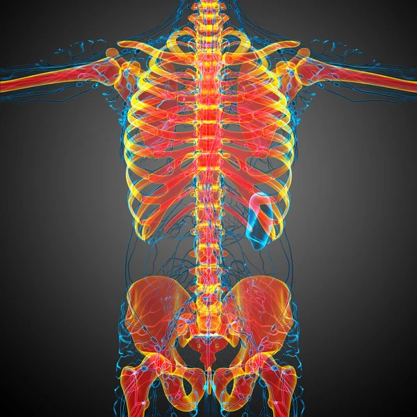 3D göra medicinsk illustration av skelett ben — Stockfoto