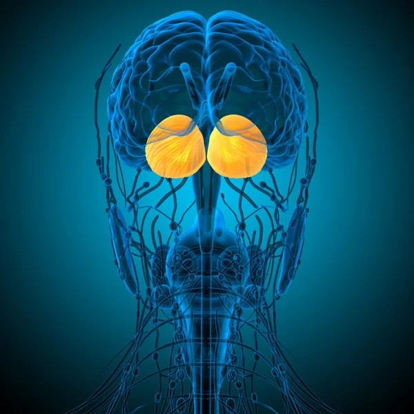 人間の脳の大脳の 3 d レンダリングの医療イラスト — ストック写真