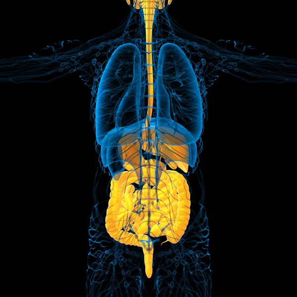 3D göra medicinsk illustration av det mänskliga matsmältningssystemet — Stockfoto