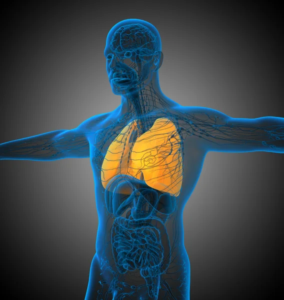 3d render medical illustration of the lung — Stock Photo, Image