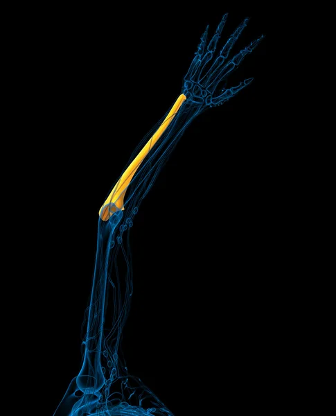 3d renderizar ilustração médica do osso ulna — Fotografia de Stock