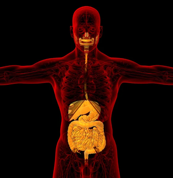 3d hacer ilustración médica del sistema digestivo humano —  Fotos de Stock