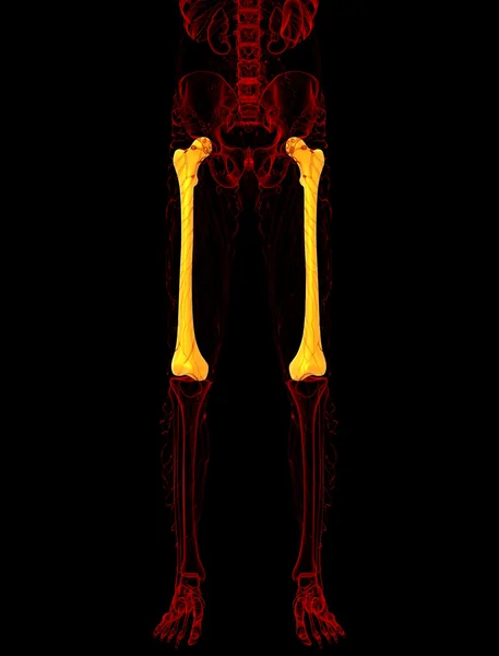 3d rendre illustration médicale de l'os du fémur — Photo