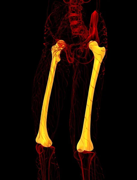 3D render orvosi illusztráció, a femur csont — Stock Fotó