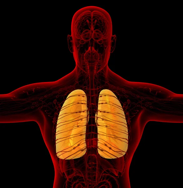 3D καθιστούν ιατρική απεικόνιση του ανθρώπινο πνεύμονα — Φωτογραφία Αρχείου
