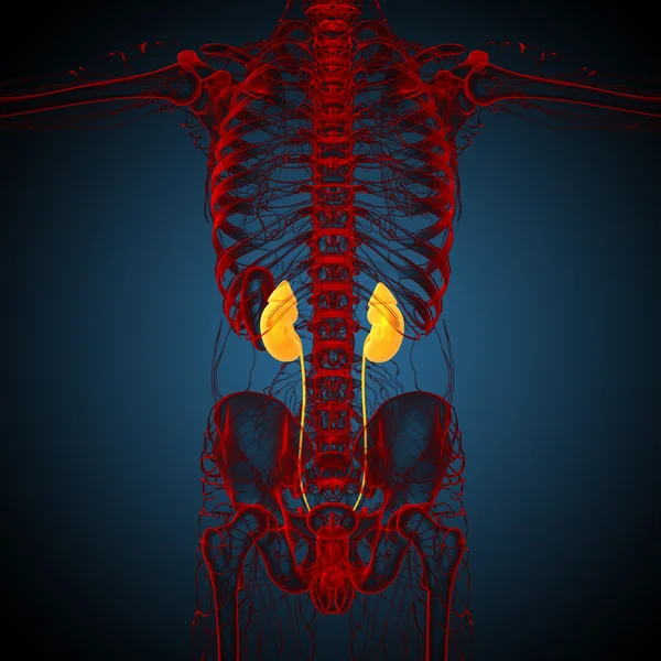 3d hacer ilustración médica del riñón — Foto de Stock