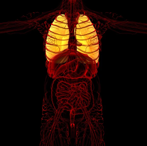 3d tornar ilustração médica do pulmão humano — Fotografia de Stock
