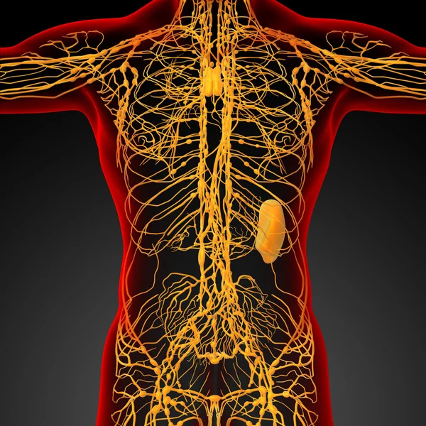 3D Darstellung des lymphatischen Systems — Stockfoto