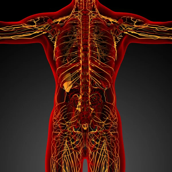 3D render medische illustratie van het lymfestelsel — Stockfoto