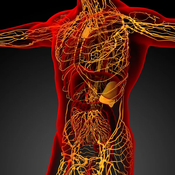 3D göra medicinsk illustration av det lymfatiska systemet — Stockfoto