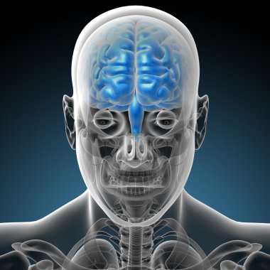 Beynin 3 boyutlu medikal çizimi 