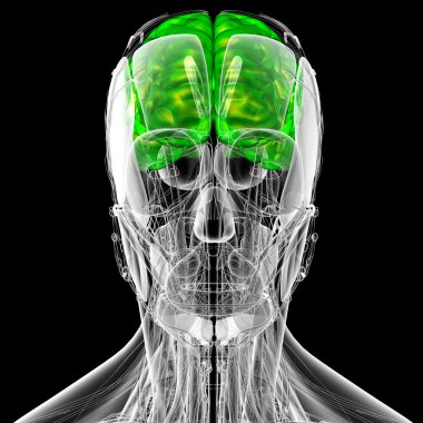 Beynin 3 boyutlu medikal çizimi