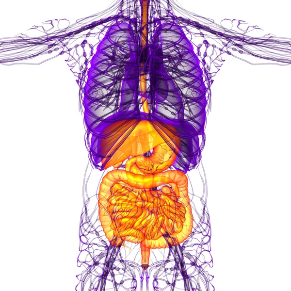 3D人体消化器系の医療イラストをレンダリングします — ストック写真