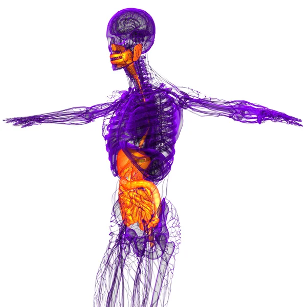 3d hacer ilustración médica del sistema digestivo humano —  Fotos de Stock