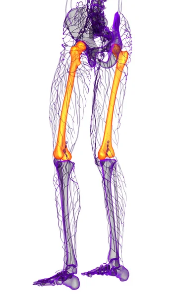 3d render medical illustration of the femur bone — Stock Photo, Image