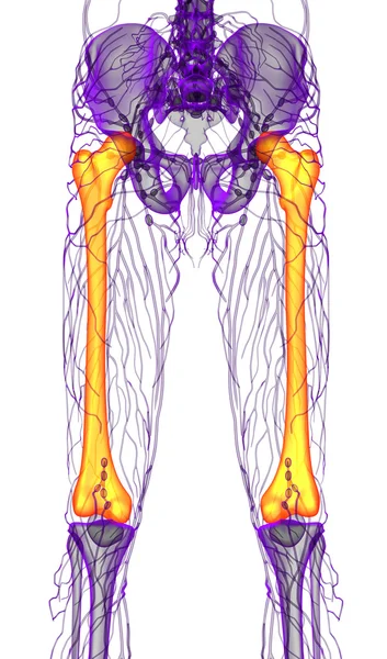 3d tornar ilustração médica do osso do fêmur — Fotografia de Stock