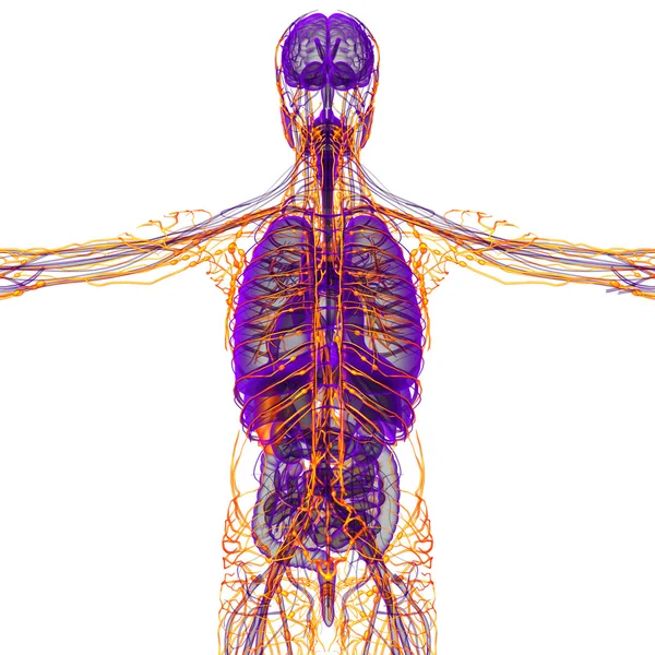 3d hacer ilustración médica del sistema linfático humano —  Fotos de Stock