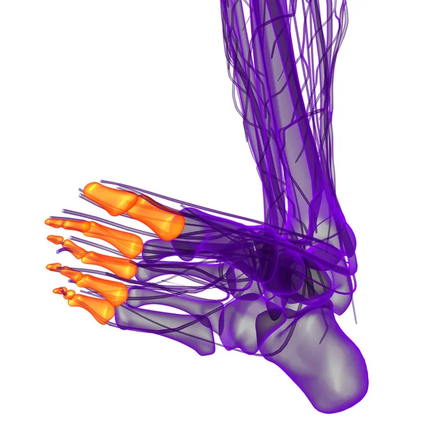 人間の指骨足の 3 d レンダリング図 — ストック写真