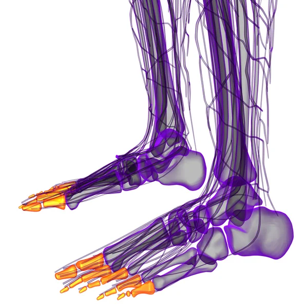3D рендеринг иллюстрации человеческих фаланг ноги — стоковое фото