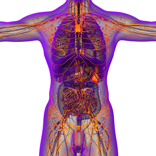 3D Darstellung des menschlichen Lymphsystems — Stockfoto