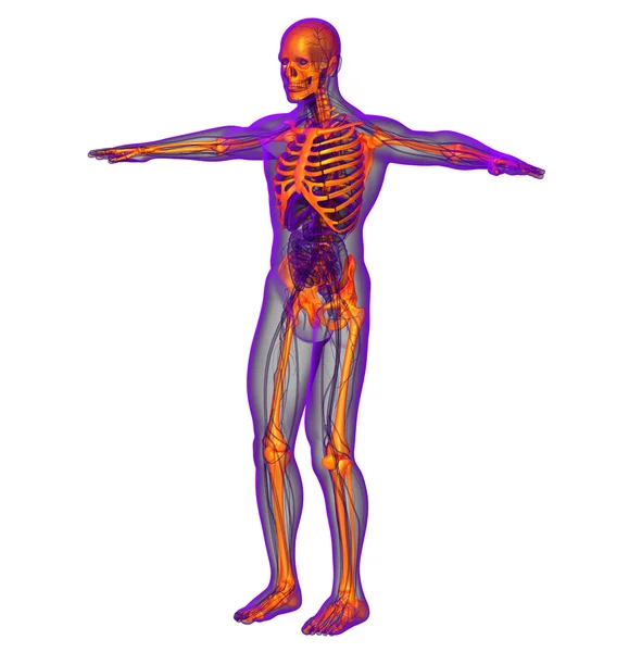 3d rendre illustration médicale du squelette humain — Photo