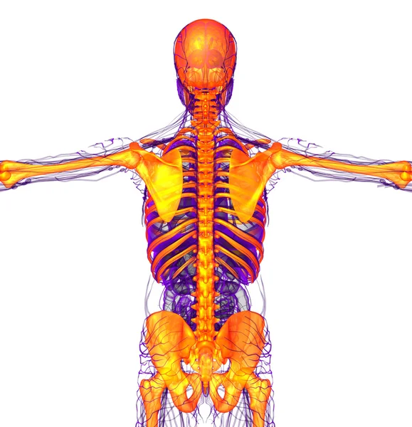 3d hacer ilustración médica del esqueleto humano —  Fotos de Stock