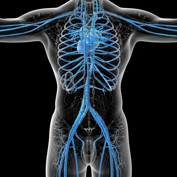 3d hacer ilustración médica del sistema vascular humano —  Fotos de Stock