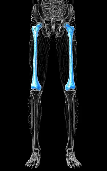 대 퇴 골 뼈의 3 차원 렌더링 의료 일러스트 — 스톡 사진