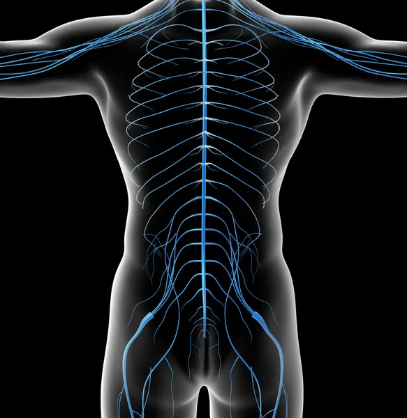 Illustrazione resa 3d del sistema nervoso maschile — Foto Stock