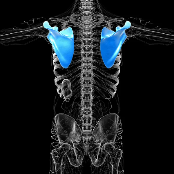 3d face ilustrație medicală a osului scapula — Fotografie, imagine de stoc
