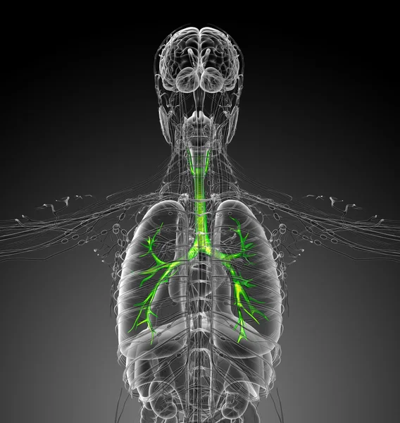 3D göra medicinsk illustration av brounchi — Stockfoto