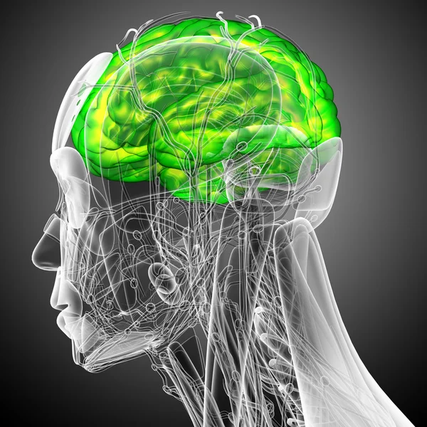 3d vykreslit lékařské ilustrace mozku — Stock fotografie
