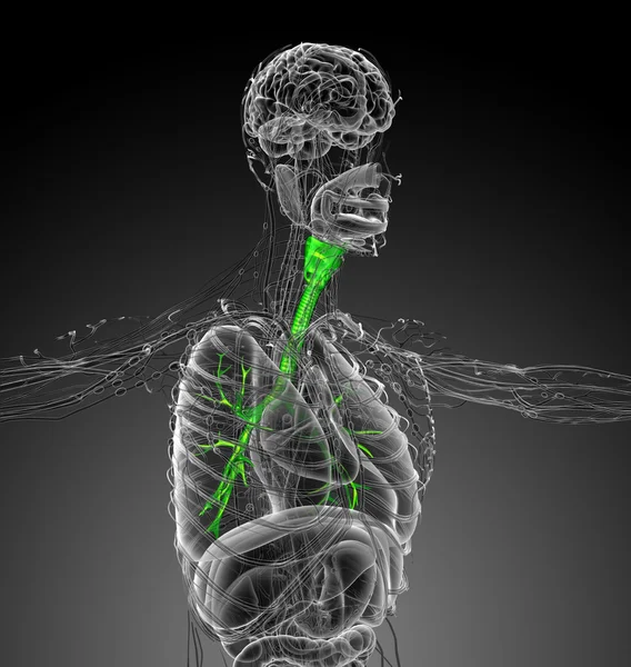 3D καθιστούν ιατρική απεικόνιση του το brounchi — Φωτογραφία Αρχείου