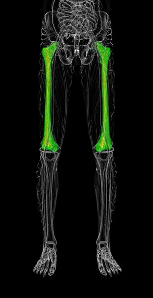 3d tornar ilustração médica do osso do fêmur — Fotografia de Stock
