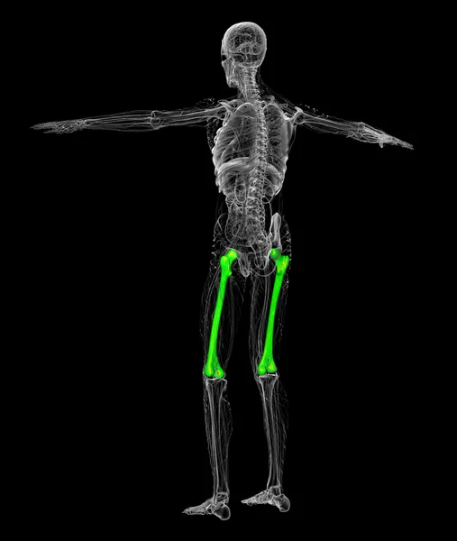 3d render medical illustration of the femur bone — Stock Photo, Image