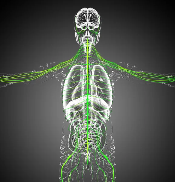 3d rendere illustrazione medica del sistema nervoso — Foto Stock