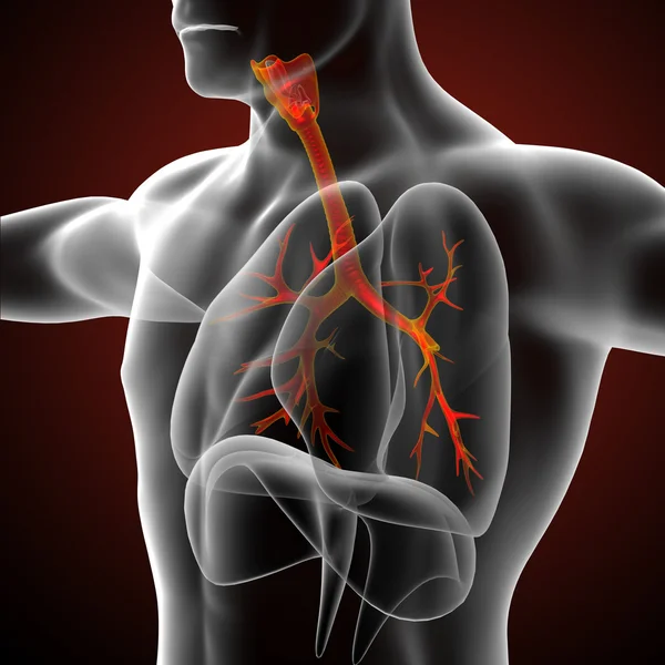3D medicinsk illustration af de mandlige bronkier - Stock-foto