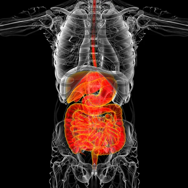 3d tornar ilustração médica do sistema digestivo humano — Fotografia de Stock