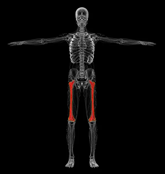 3d render medical illustration of the femur bone — Stock Photo, Image