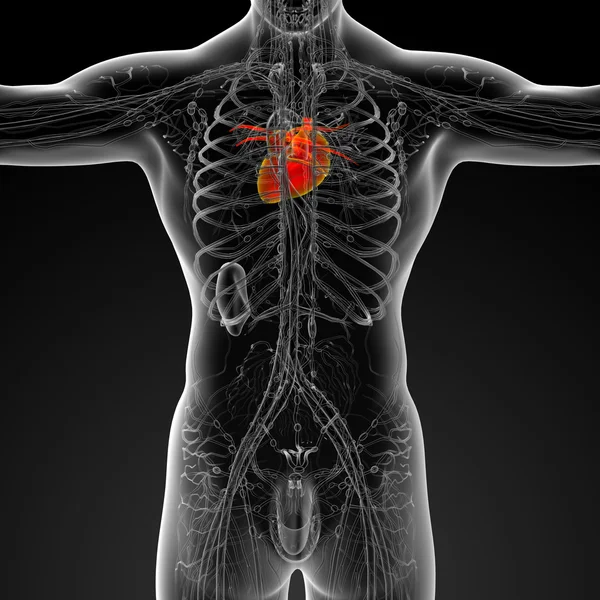 3-я медицинская иллюстрация человеческого сердца — стоковое фото