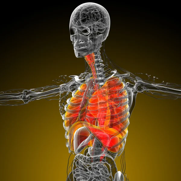 3d render medical illustration of the respiratory system — Stock Photo, Image