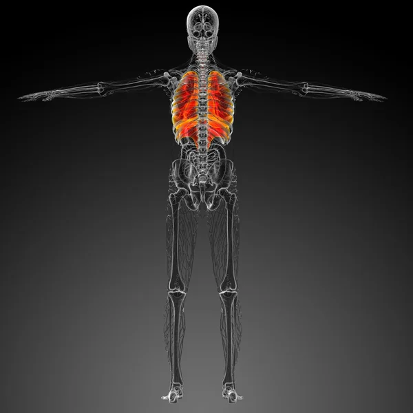 3d tornar ilustração médica do sistema respiratório — Fotografia de Stock