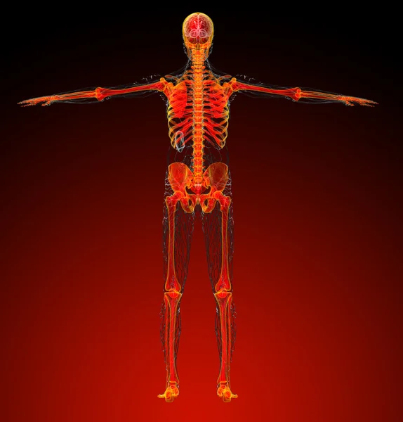 3D καθιστούν ιατρική απεικόνιση του ανθρώπινου σκελετού — Φωτογραφία Αρχείου