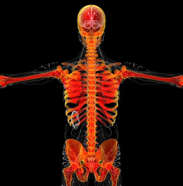 3d hacer ilustración médica del esqueleto humano — Foto de Stock