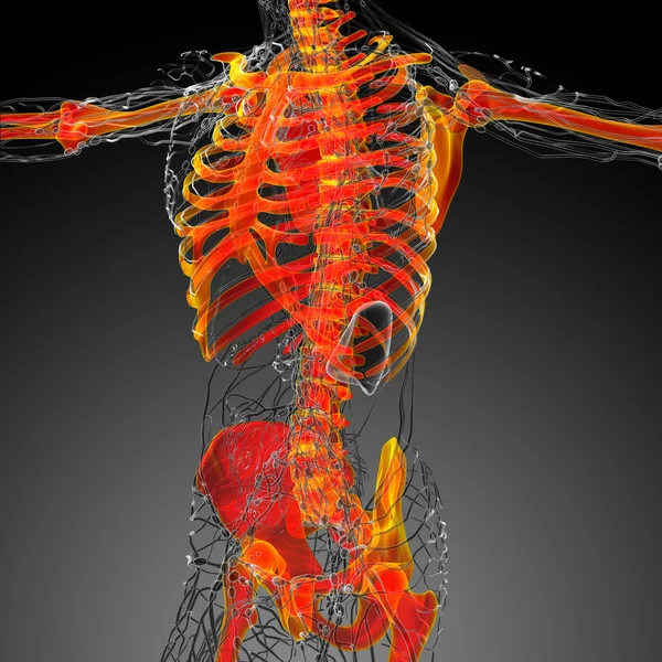 인간 골격의 3d 렌더링 의료 일러스트 — 스톡 사진