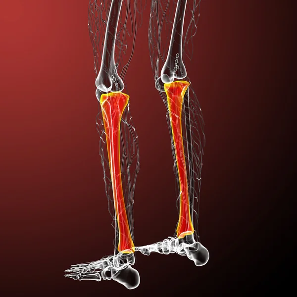 3d tornar ilustração médica do osso da tíbia — Fotografia de Stock