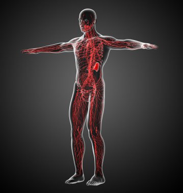lenfatik sistem 3D render Medikal illüstrasyon 
