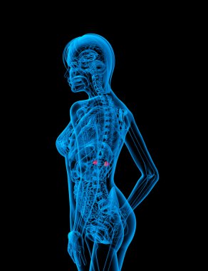 böbreküstü 3D render tıbbi çizimi