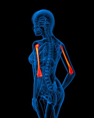 dirsek kemiği 3D render tıbbi çizimi