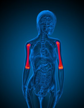 dirsek kemiği 3D render tıbbi çizimi